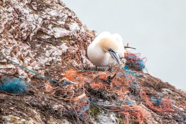 vogel eet plastic